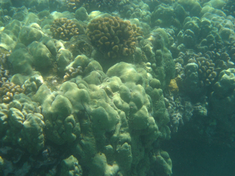 Waialea-Bay-Beach-69-Snorkeling-Kamuela-Big-Island-Hawaii-030