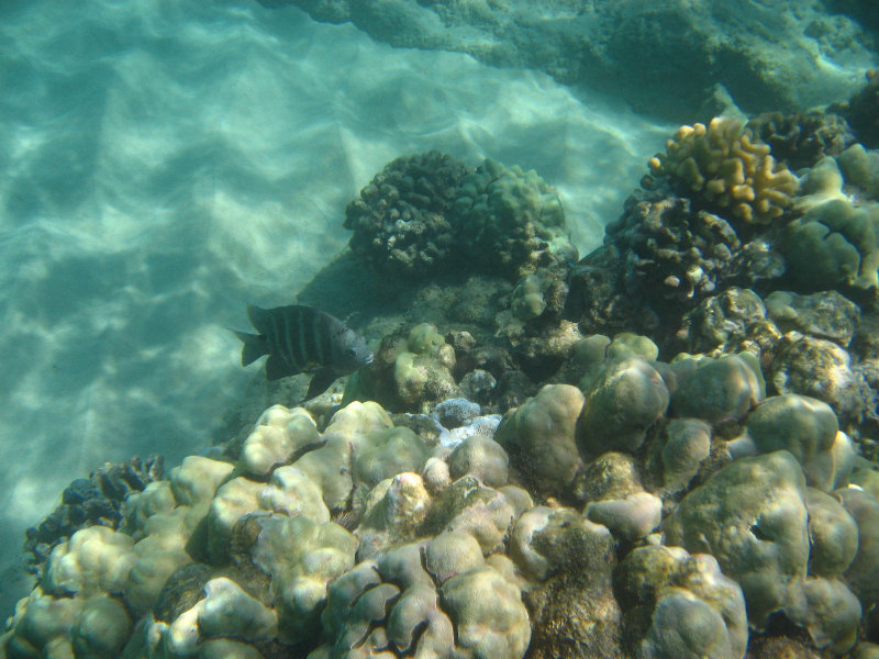 Waialea-Bay-Beach-69-Snorkeling-Kamuela-Big-Island-Hawaii-031