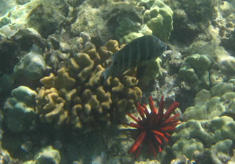 Waialea-Bay-Beach-69-Snorkeling-Kamuela-Big-Island-Hawaii-032