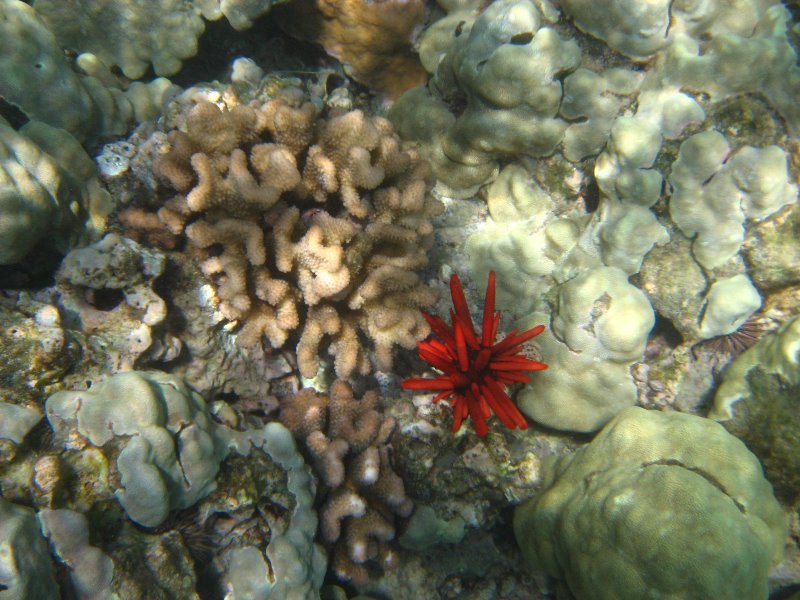 Waialea-Bay-Beach-69-Snorkeling-Kamuela-Big-Island-Hawaii-033