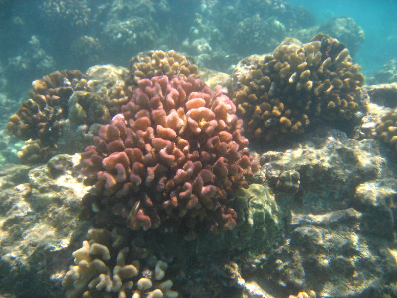 Waialea-Bay-Beach-69-Snorkeling-Kamuela-Big-Island-Hawaii-034