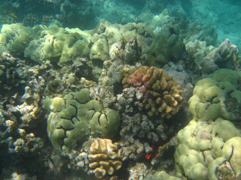 Waialea-Bay-Beach-69-Snorkeling-Kamuela-Big-Island-Hawaii-035