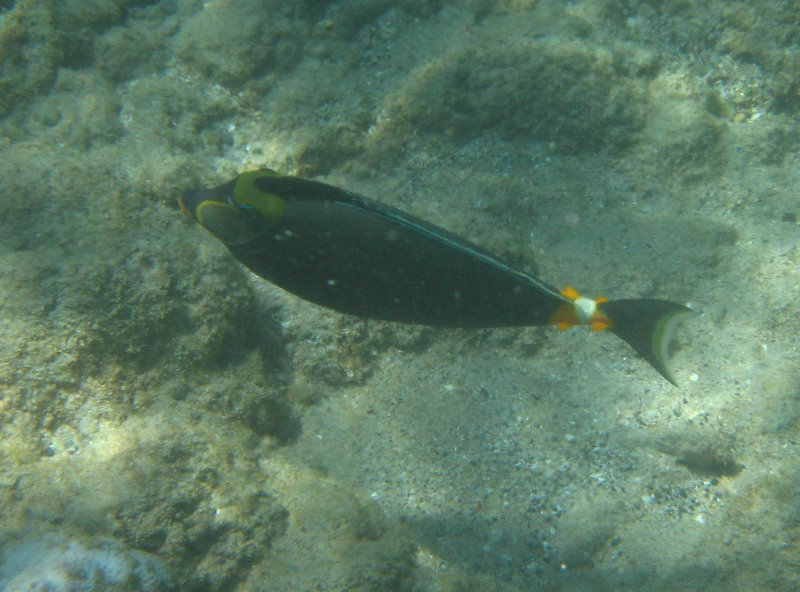 Waialea-Bay-Beach-69-Snorkeling-Kamuela-Big-Island-Hawaii-036