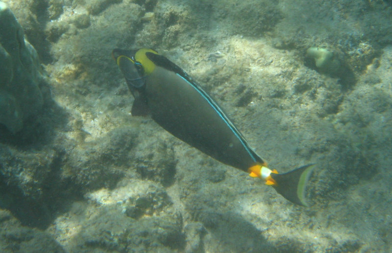 Waialea-Bay-Beach-69-Snorkeling-Kamuela-Big-Island-Hawaii-037