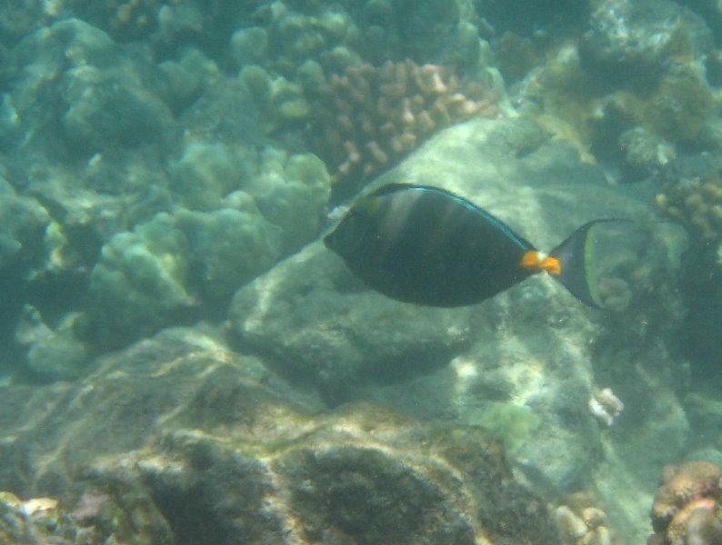 Waialea-Bay-Beach-69-Snorkeling-Kamuela-Big-Island-Hawaii-038