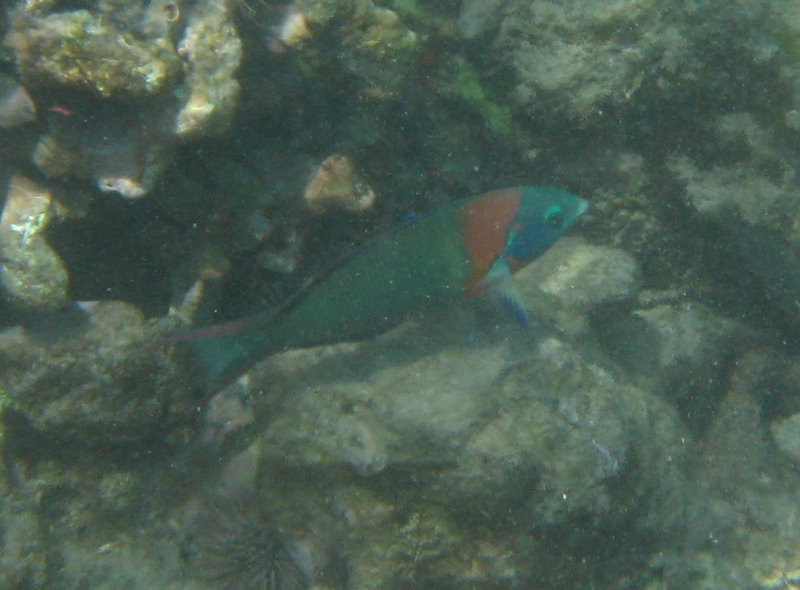 Waialea-Bay-Beach-69-Snorkeling-Kamuela-Big-Island-Hawaii-040