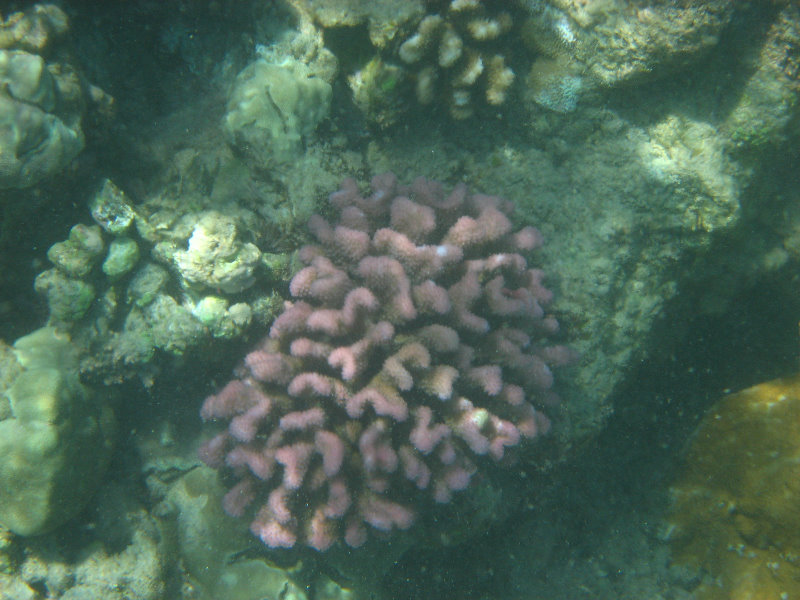 Waialea-Bay-Beach-69-Snorkeling-Kamuela-Big-Island-Hawaii-043