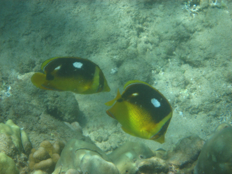 Waialea-Bay-Beach-69-Snorkeling-Kamuela-Big-Island-Hawaii-044