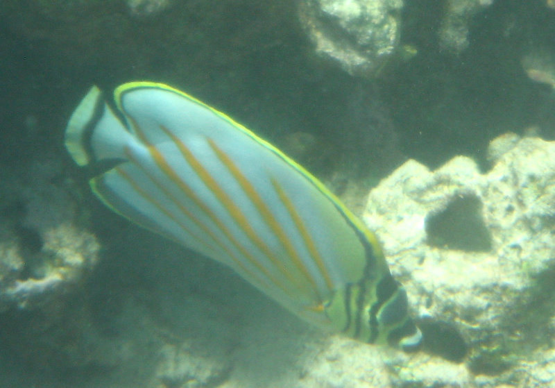 Waialea-Bay-Beach-69-Snorkeling-Kamuela-Big-Island-Hawaii-045