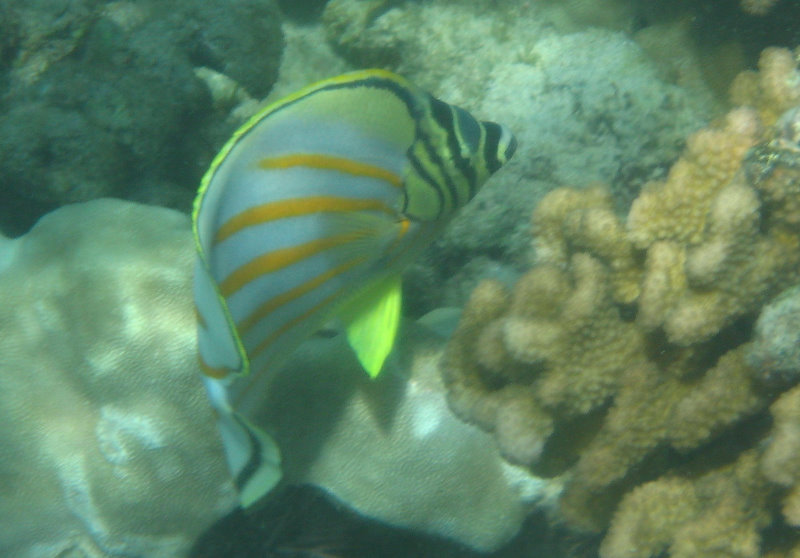 Waialea-Bay-Beach-69-Snorkeling-Kamuela-Big-Island-Hawaii-046