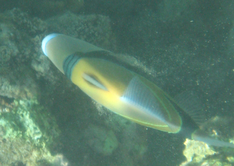 Waialea-Bay-Beach-69-Snorkeling-Kamuela-Big-Island-Hawaii-047