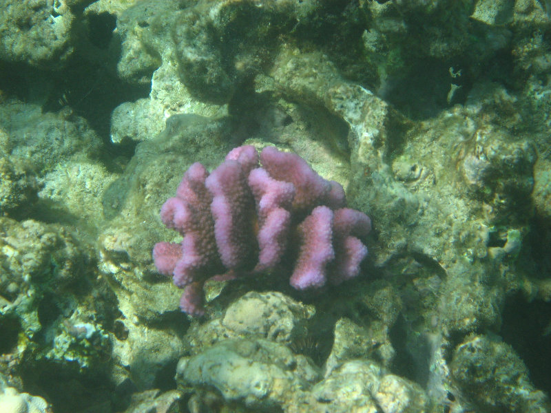 Waialea-Bay-Beach-69-Snorkeling-Kamuela-Big-Island-Hawaii-048