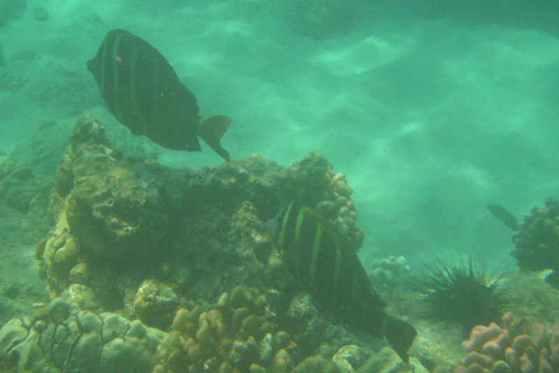 Waialea-Bay-Beach-69-Snorkeling-Kamuela-Big-Island-Hawaii-049