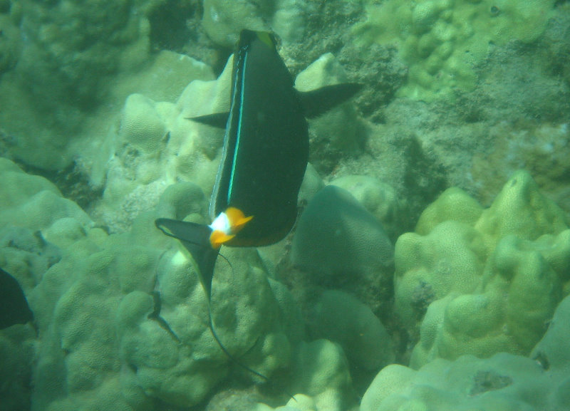 Waialea-Bay-Beach-69-Snorkeling-Kamuela-Big-Island-Hawaii-050