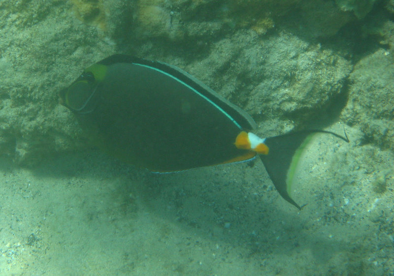 Waialea-Bay-Beach-69-Snorkeling-Kamuela-Big-Island-Hawaii-051