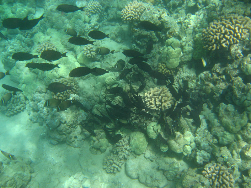 Waialea-Bay-Beach-69-Snorkeling-Kamuela-Big-Island-Hawaii-052