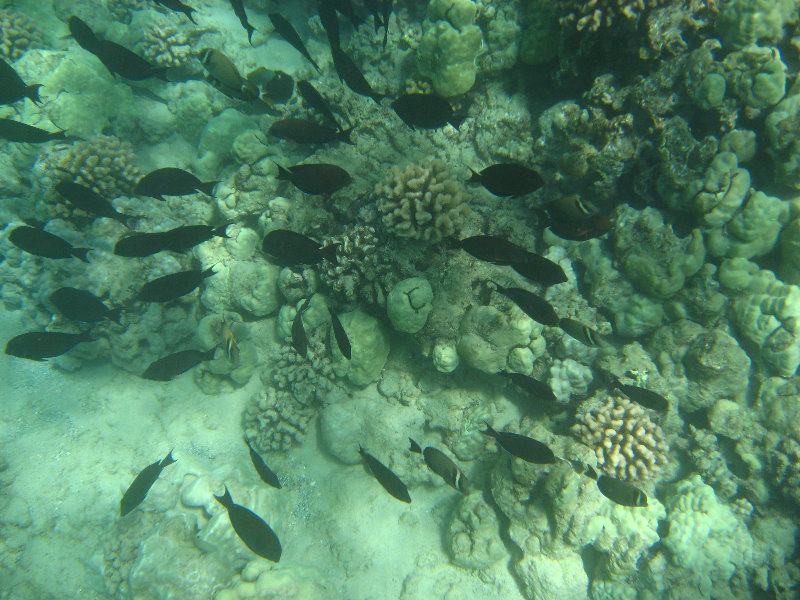 Waialea-Bay-Beach-69-Snorkeling-Kamuela-Big-Island-Hawaii-053