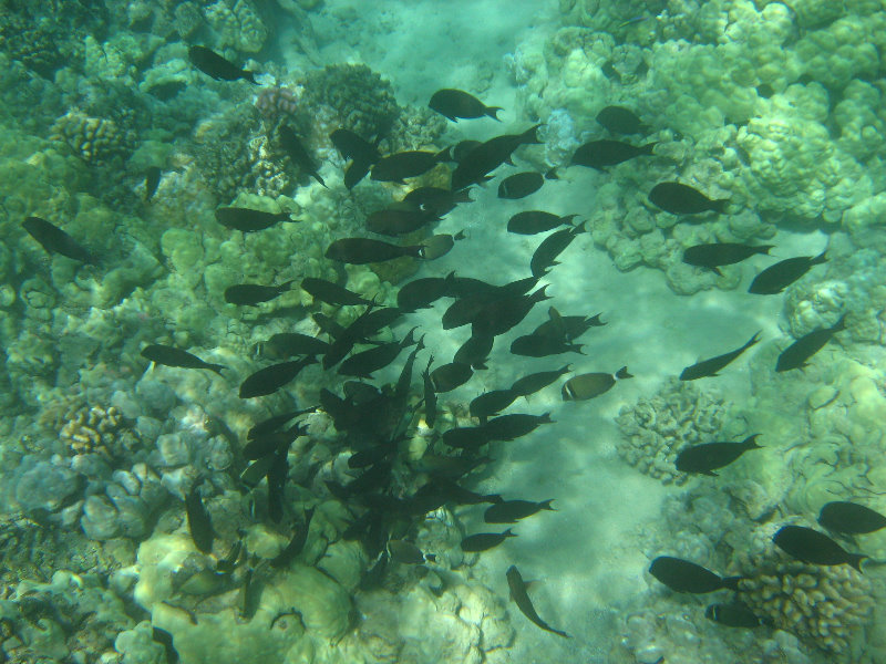 Waialea-Bay-Beach-69-Snorkeling-Kamuela-Big-Island-Hawaii-054