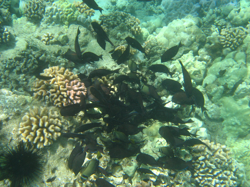 Waialea-Bay-Beach-69-Snorkeling-Kamuela-Big-Island-Hawaii-055