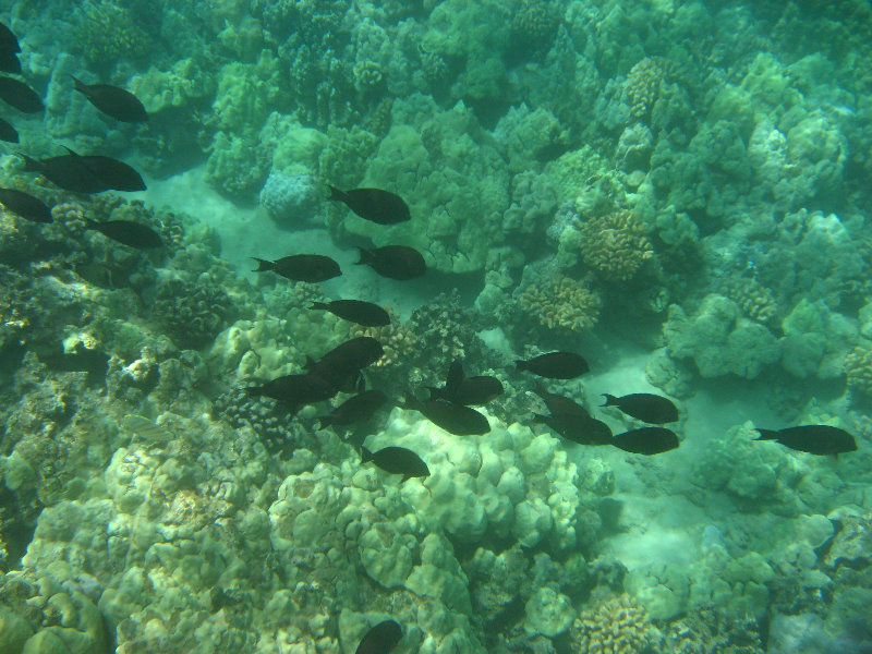 Waialea-Bay-Beach-69-Snorkeling-Kamuela-Big-Island-Hawaii-056