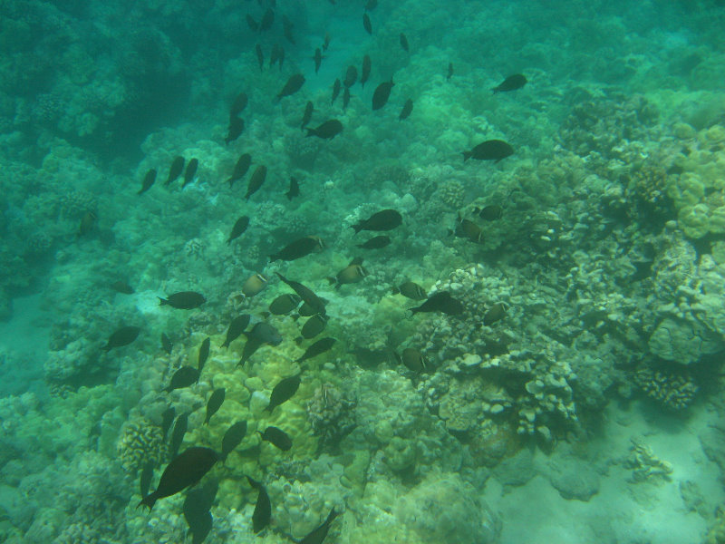 Waialea-Bay-Beach-69-Snorkeling-Kamuela-Big-Island-Hawaii-057