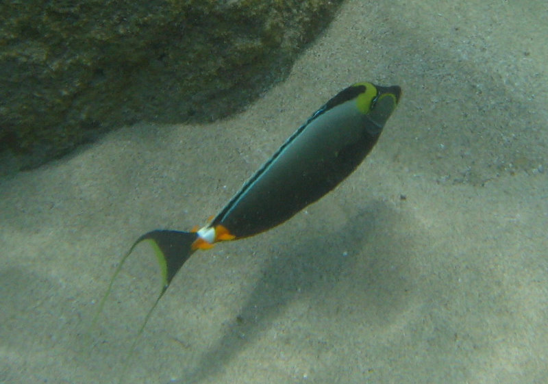 Waialea-Bay-Beach-69-Snorkeling-Kamuela-Big-Island-Hawaii-058