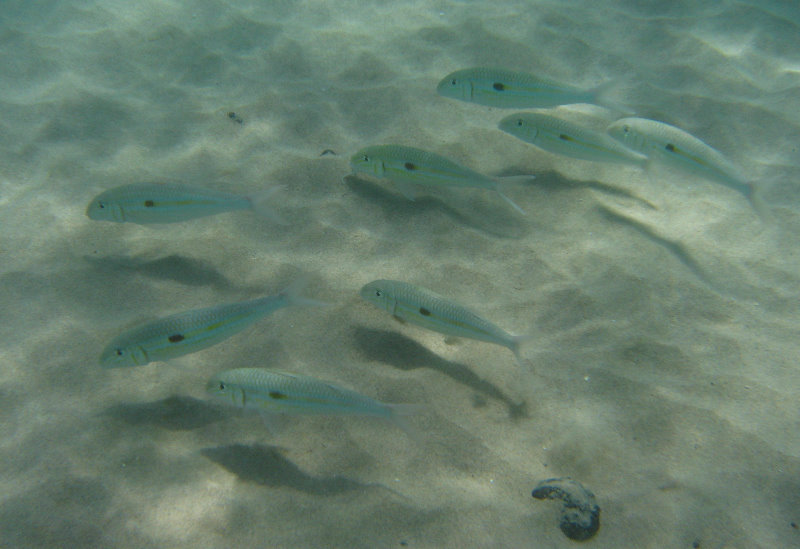 Waialea-Bay-Beach-69-Snorkeling-Kamuela-Big-Island-Hawaii-059