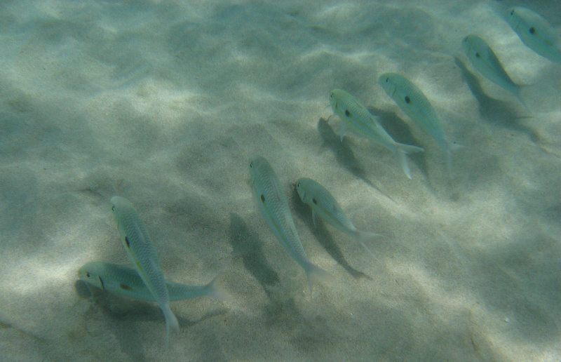 Waialea-Bay-Beach-69-Snorkeling-Kamuela-Big-Island-Hawaii-060