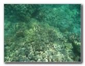 Waialea-Bay-Beach-69-Snorkeling-Kamuela-Big-Island-Hawaii-014