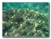 Waialea-Bay-Beach-69-Snorkeling-Kamuela-Big-Island-Hawaii-015