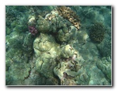 Waialea-Bay-Beach-69-Snorkeling-Kamuela-Big-Island-Hawaii-020