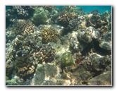 Waialea-Bay-Beach-69-Snorkeling-Kamuela-Big-Island-Hawaii-025