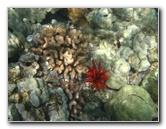 Waialea-Bay-Beach-69-Snorkeling-Kamuela-Big-Island-Hawaii-033