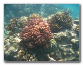 Waialea-Bay-Beach-69-Snorkeling-Kamuela-Big-Island-Hawaii-034