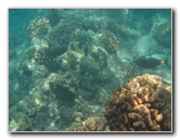 Waialea-Bay-Beach-69-Snorkeling-Kamuela-Big-Island-Hawaii-039