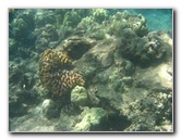 Waialea-Bay-Beach-69-Snorkeling-Kamuela-Big-Island-Hawaii-041