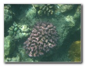 Waialea-Bay-Beach-69-Snorkeling-Kamuela-Big-Island-Hawaii-043