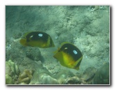 Waialea-Bay-Beach-69-Snorkeling-Kamuela-Big-Island-Hawaii-044