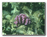 Waialea-Bay-Beach-69-Snorkeling-Kamuela-Big-Island-Hawaii-048