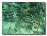 Waialea-Bay-Beach-69-Snorkeling-Kamuela-Big-Island-Hawaii-053