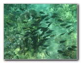 Waialea-Bay-Beach-69-Snorkeling-Kamuela-Big-Island-Hawaii-054