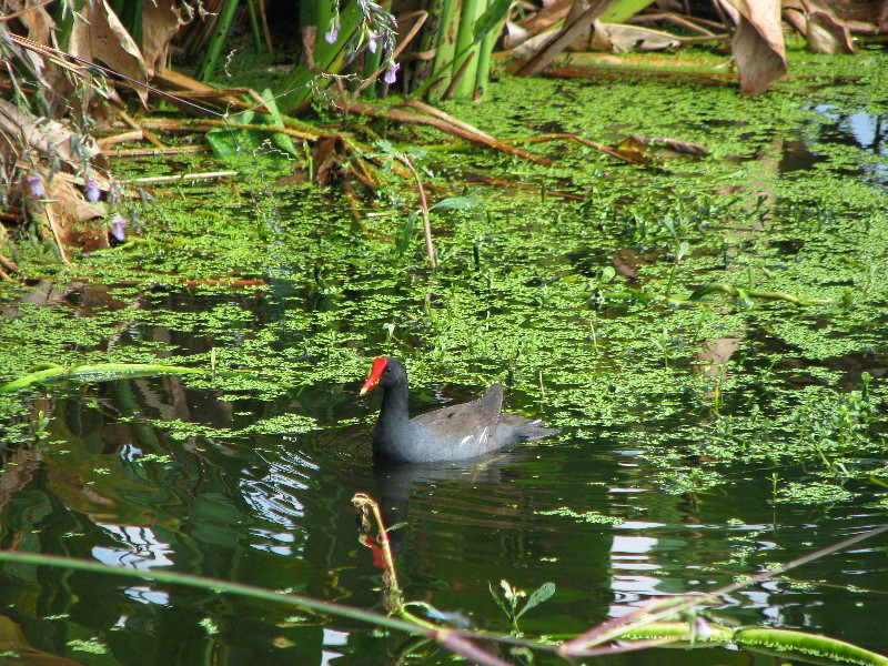 Wakodahatchee-Wetlands-Delray-Beach-FL-006