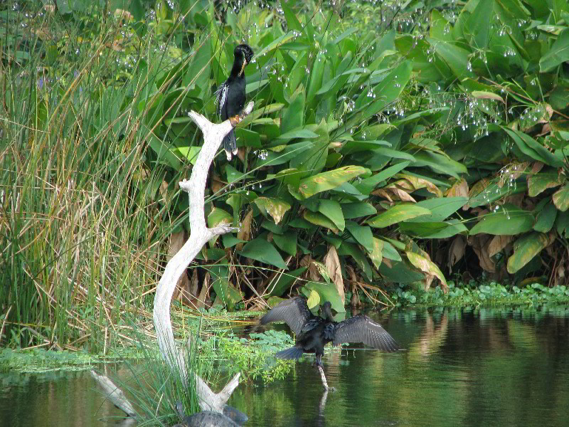 Wakodahatchee-Wetlands-Delray-Beach-FL-010