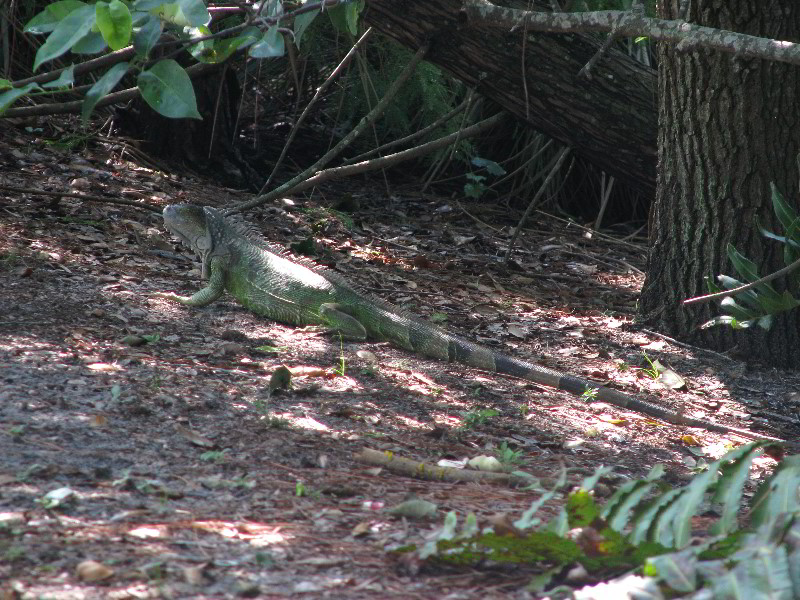 Wakodahatchee-Wetlands-Delray-Beach-FL-015