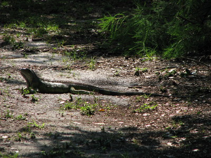Wakodahatchee-Wetlands-Delray-Beach-FL-016