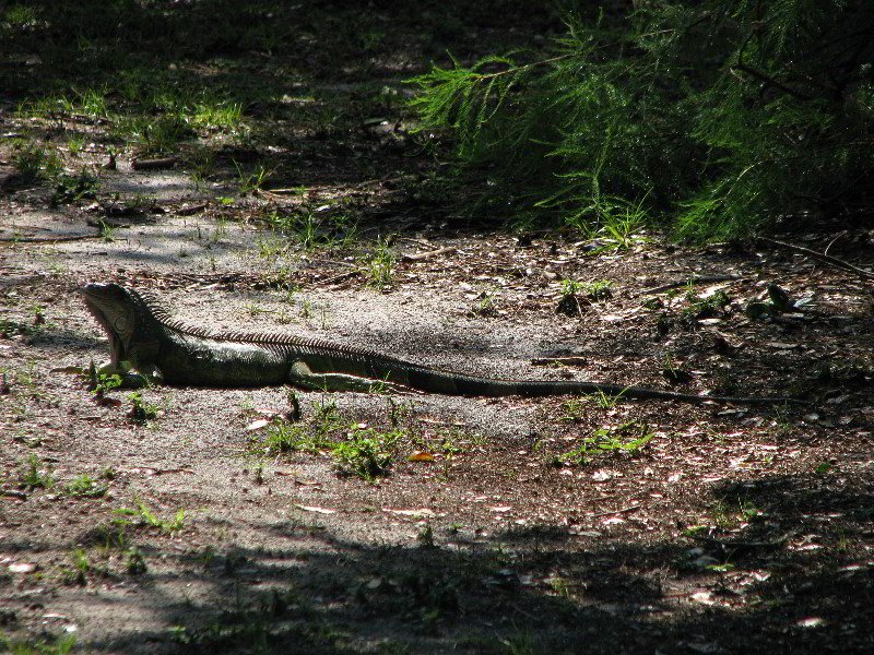 Wakodahatchee-Wetlands-Delray-Beach-FL-016