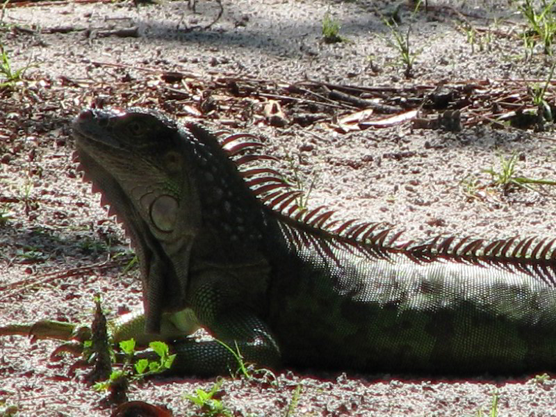 Wakodahatchee-Wetlands-Delray-Beach-FL-017