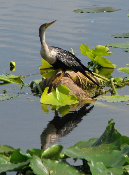 Wakodahatchee-Wetlands-Delray-Beach-FL-018