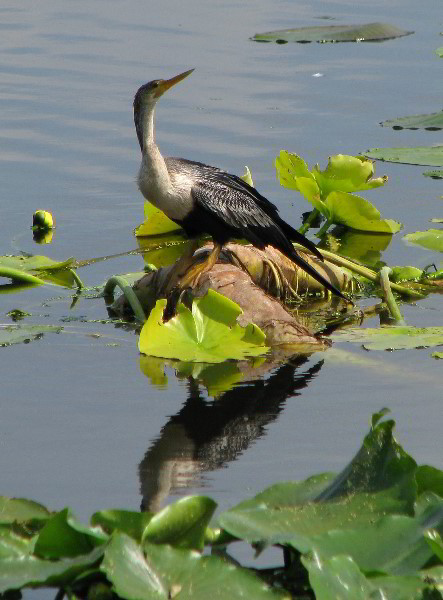 Wakodahatchee-Wetlands-Delray-Beach-FL-018