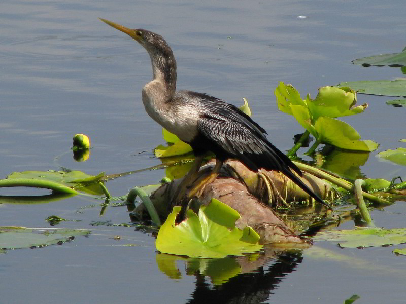 Wakodahatchee-Wetlands-Delray-Beach-FL-019